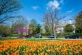 Tulips at Sherwood Gardens Park in Guilford, Baltimore, Maryland