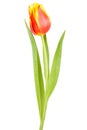 Tulips single Royalty Free Stock Photo