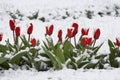 Tulips in a snow Royalty Free Stock Photo