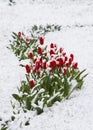 Tulips in a snow Royalty Free Stock Photo