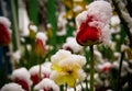 Tulips in a snow Royalty Free Stock Photo