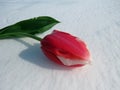 Tulips in the snow Royalty Free Stock Photo