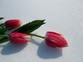 Tulips in the snow Royalty Free Stock Photo