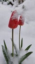 tulips, snow, spring, flower, nature Royalty Free Stock Photo
