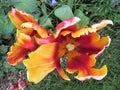 Tulips in a South Dublin park