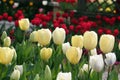 Tulips in spring