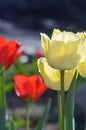 Tulips. Spring background with beautiful red and yellow tulips Royalty Free Stock Photo