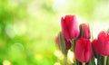 Tulips on spring background