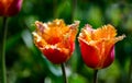 Tulips in spring Royalty Free Stock Photo
