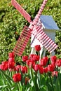 Group of colorful tulip.