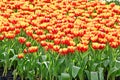 Group of colorful tulip.