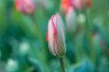 Tulips in Spring Royalty Free Stock Photo