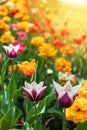 Tulips in spring closeup. Colorful tulips in the flower garden, arboretum. Flower bed in the park