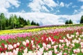 Tulips in spring, colorful tulips