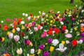 Tulips in spring garden bed Royalty Free Stock Photo