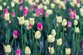 Tulips on a spring day. Beautiful colorful flower background Royalty Free Stock Photo