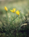 Tulips are a spring early flowering plant. Wild tulips need prot Royalty Free Stock Photo