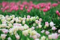 Tulips in spring field Royalty Free Stock Photo