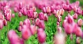 Tulips in spring field Royalty Free Stock Photo