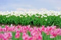 Tulips in spring field Royalty Free Stock Photo
