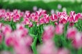 Tulips in spring field Royalty Free Stock Photo