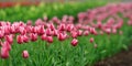 Tulips in spring field Royalty Free Stock Photo