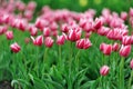 Tulips in spring field Royalty Free Stock Photo