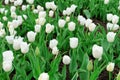 Tulips in spring field Royalty Free Stock Photo
