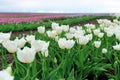 Tulips in spring field Royalty Free Stock Photo