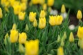 Tulips in spring field Royalty Free Stock Photo