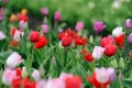 Tulips in spring field Royalty Free Stock Photo