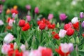 Tulips in spring field