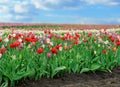 Tulips in spring field