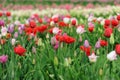 Tulips in spring field Royalty Free Stock Photo