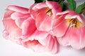 Tulips spring flowers close up on white background Royalty Free Stock Photo
