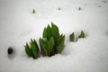 Tulips, spring flowers sprout from under the snow Royalty Free Stock Photo