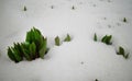 Tulips, spring flowers sprout from under the snow Royalty Free Stock Photo