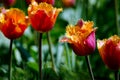 Tulips in a spring garden Royalty Free Stock Photo