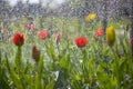 Tulips in the spring garden Royalty Free Stock Photo