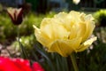 The tulips in the spring garden Royalty Free Stock Photo