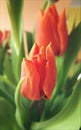 Tulips Royalty Free Stock Photo