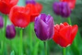 tulips during spring season.