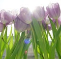 Tulips in spring sunshine. Good mood. Happy summer time. Flowers for women. Celebrate birthday. Royalty Free Stock Photo