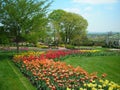 Tulips in the Spring