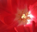 Tulips 082