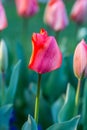 Tulips in Springtime Royalty Free Stock Photo