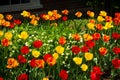 Tulips in Springtime Royalty Free Stock Photo