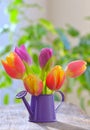 Tulips in sprinkler garden Royalty Free Stock Photo