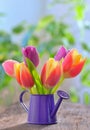 Tulips in sprinkler garden Royalty Free Stock Photo