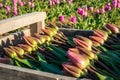 Tulips stacked in a box in preparation for sale